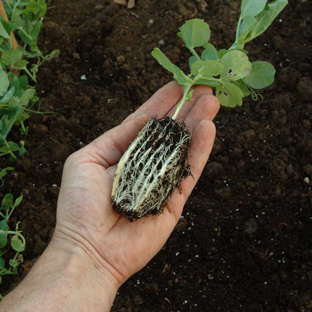 rapid root trainer example roots 