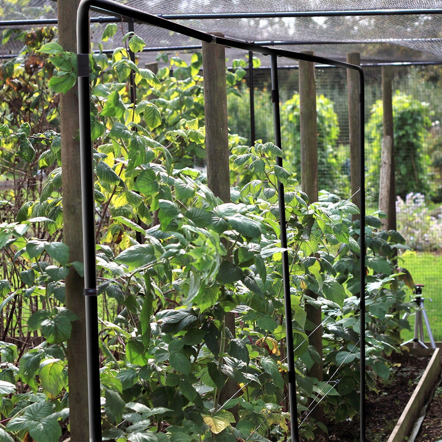 Plant Frames - Plant Climbing Frames | Agriframes