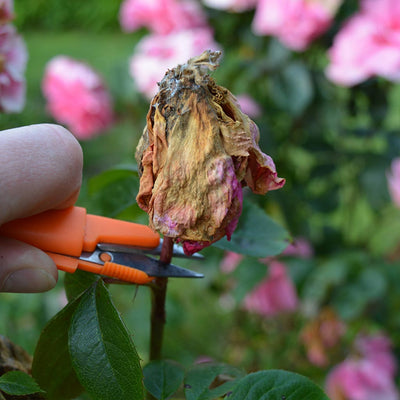 snip-it deluxe orange in use cutting dead flower 