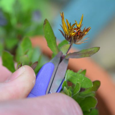 snip-it deluxe purple in use cutting a flower 