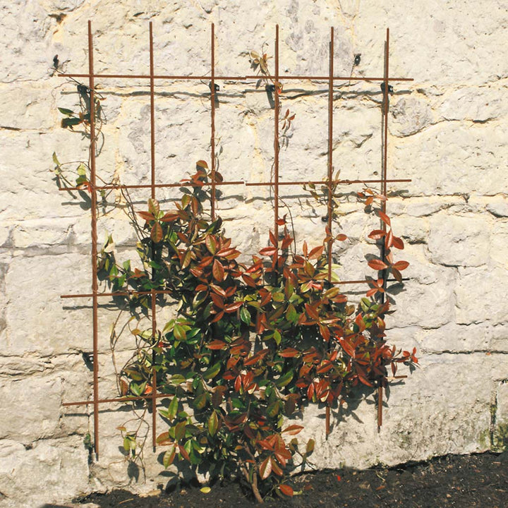 square trellis in use 