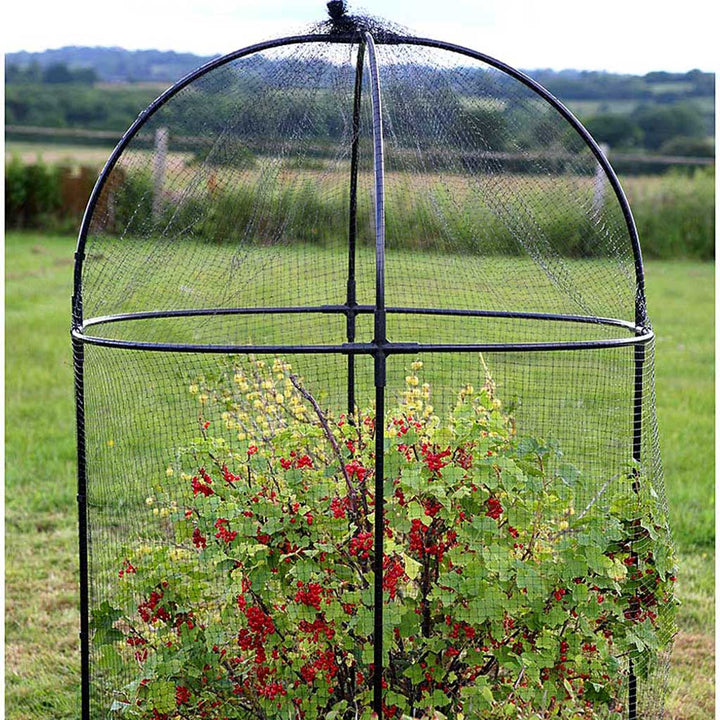 top half of the Agriframes Steel Round Fruit Cage with a redcurrant bush inside