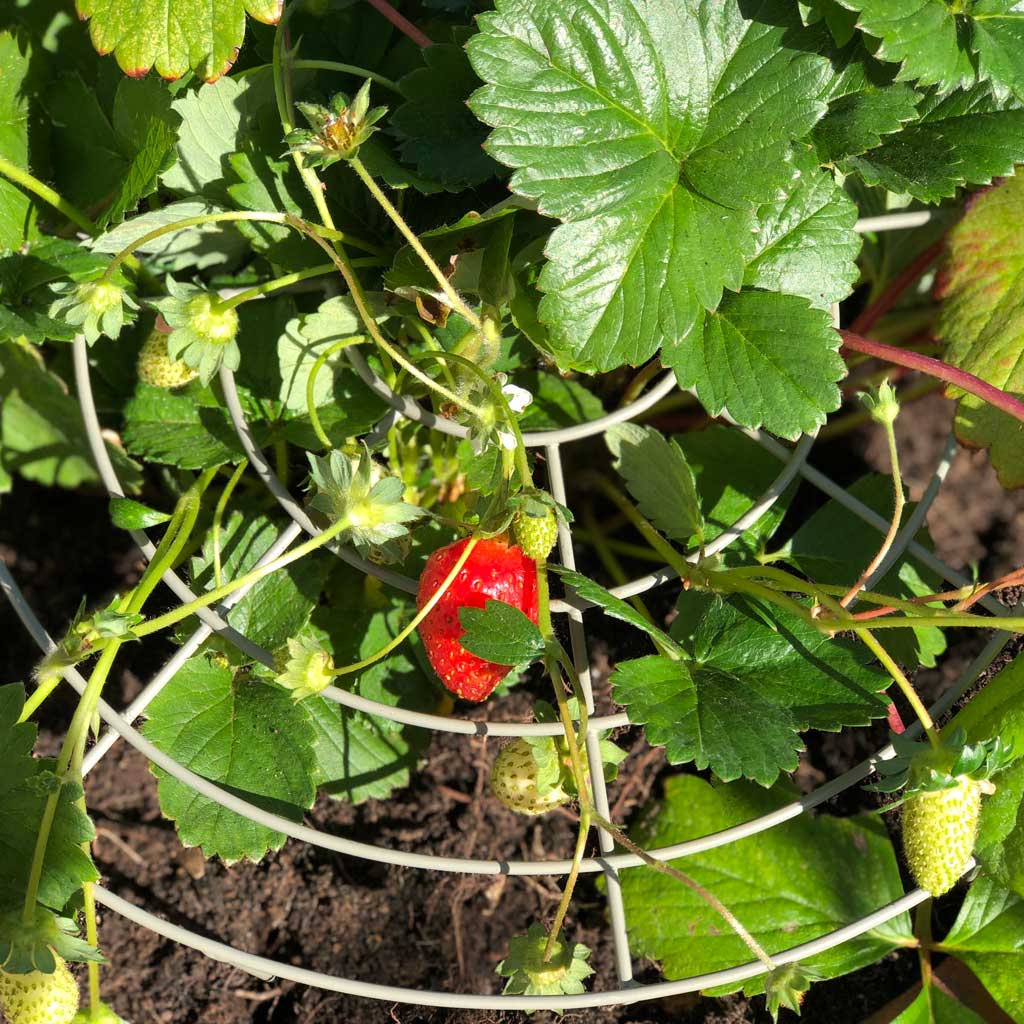 Closeup image of the Agriframes Strawberry Grow Through being used to support a strawberry plant.