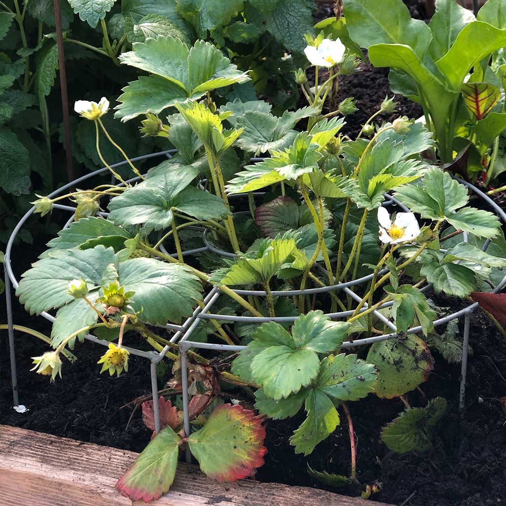 Strawberry Grow Through