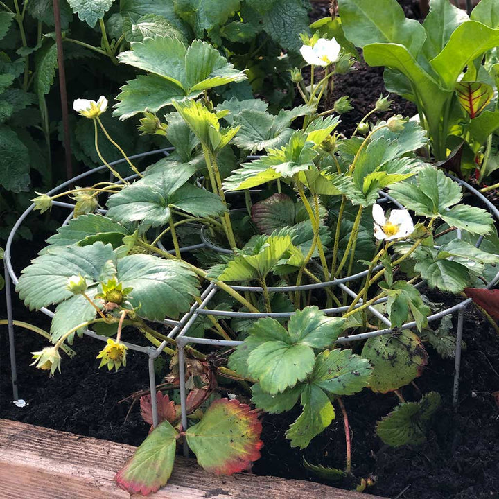 Strawberry Grow Through