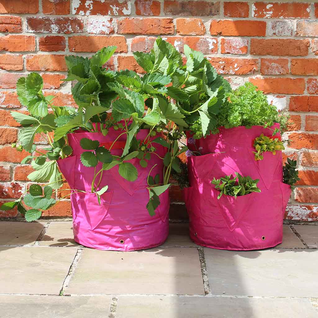 Strawberry and Herb Planter (Pack of 2)