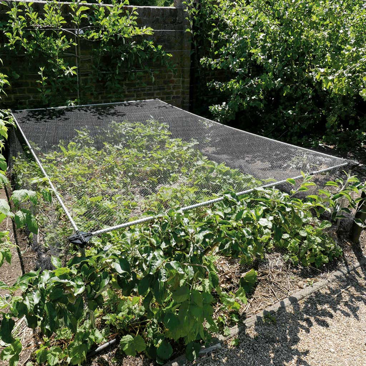 Strawberry & Vegetable Cage installed over a soil patch with strawberry plants growing on it