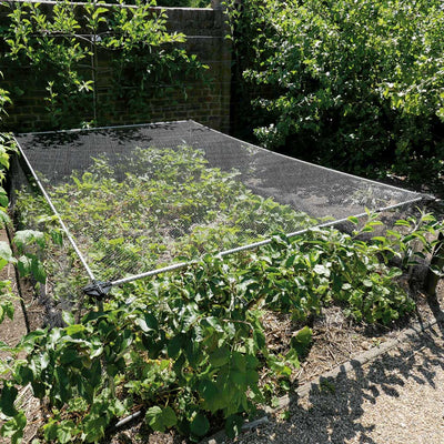 Strawberry & Vegetable Cage- in use- agriframes