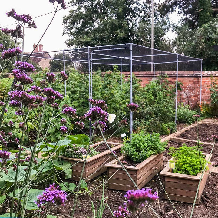 Garden with raised beds, plants, and an Agriframes Superior Fruit Cage in Dove Grey