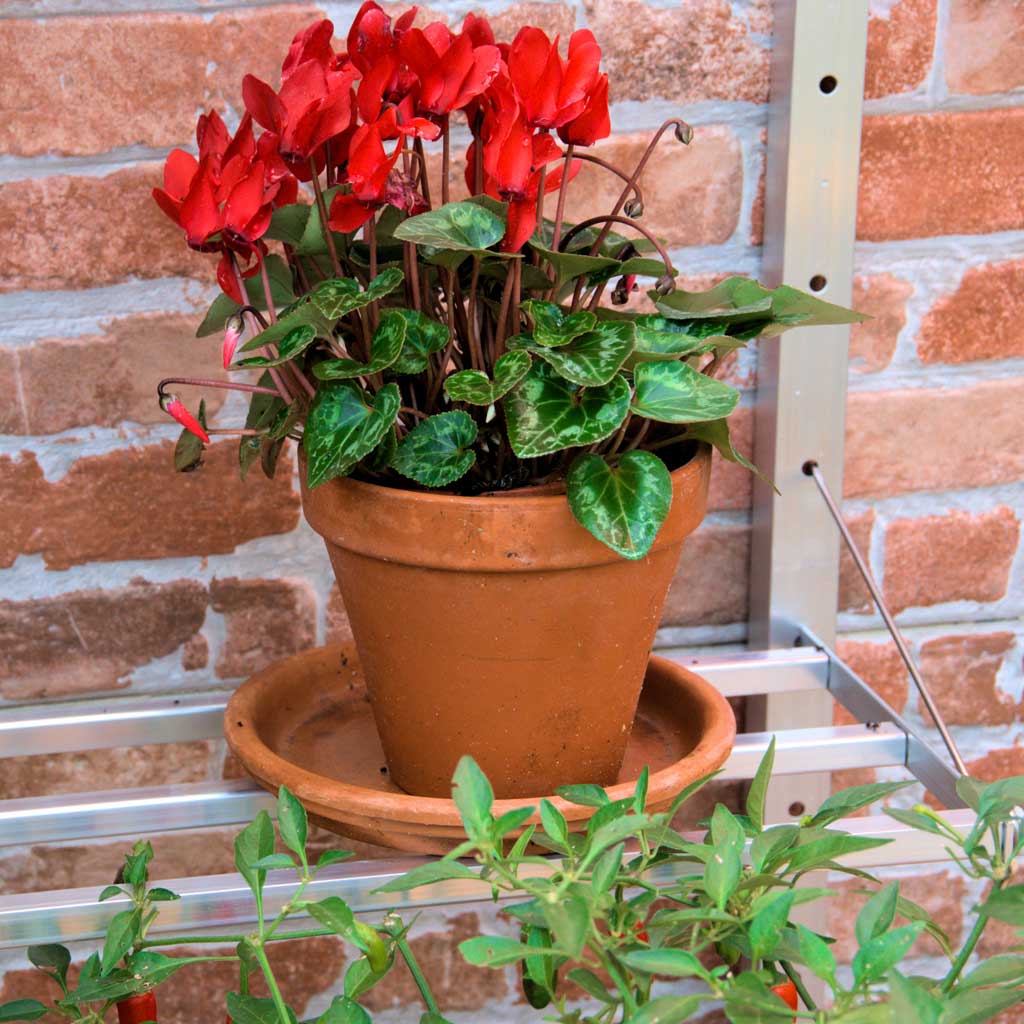Potted red cyclamen plant on a metal stand with a brick wall background