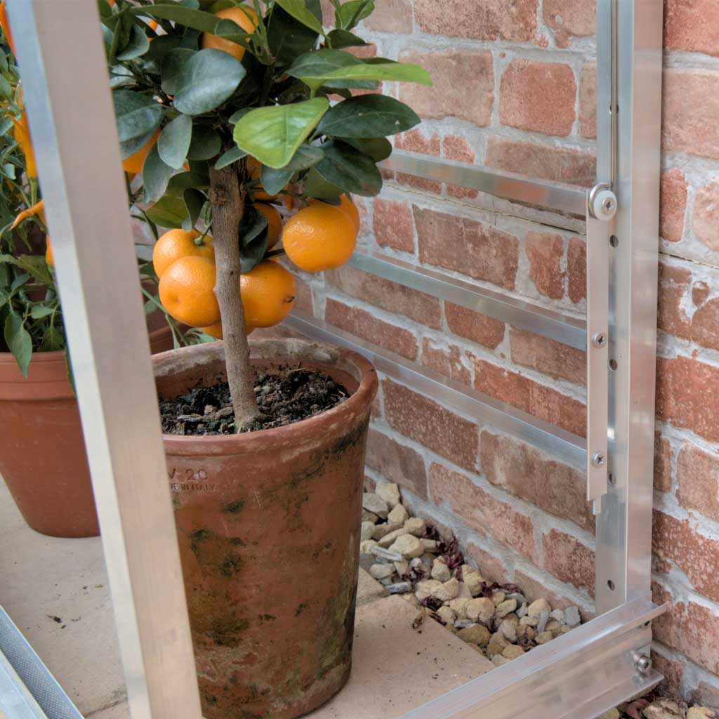 Potted orange tree with oranges against a brick wall