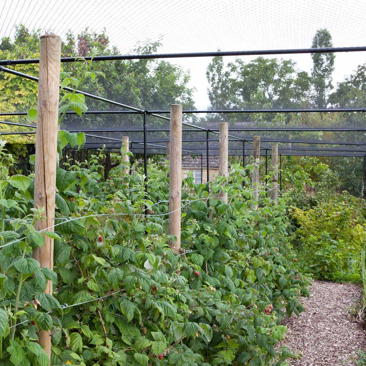 Superior Fruit Cage- inside agriframes