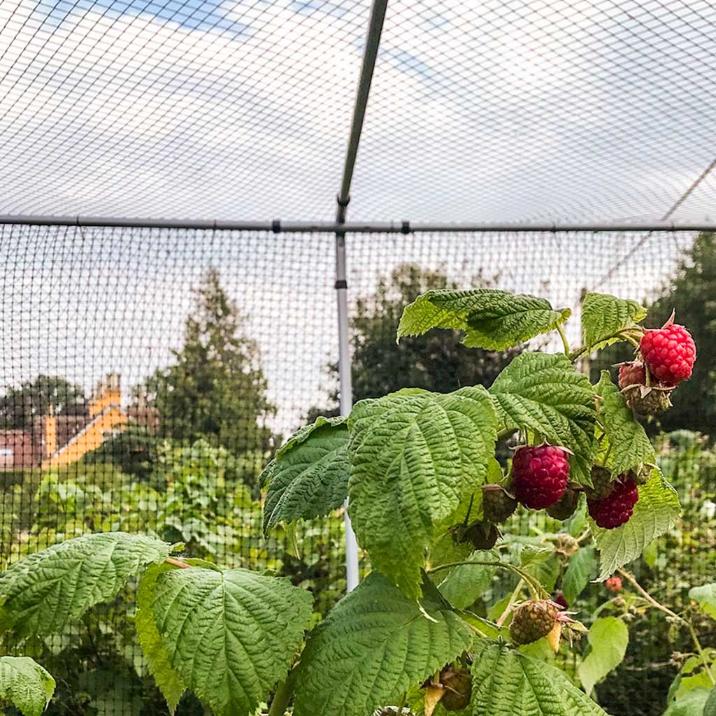 Closeup of a raspberry bush within an Agriframes Superior Fruit Cage in Dove GRey
