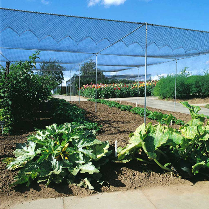 Agriframes Superior Walk In Fruit Cage in a Dove Grey finish containing several varieties of plant in a large garden