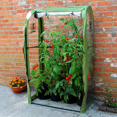 tomato crop booster frame and cover 