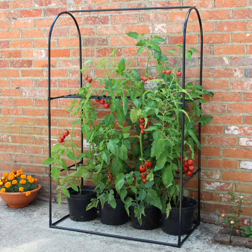 Tomato Crop Booster