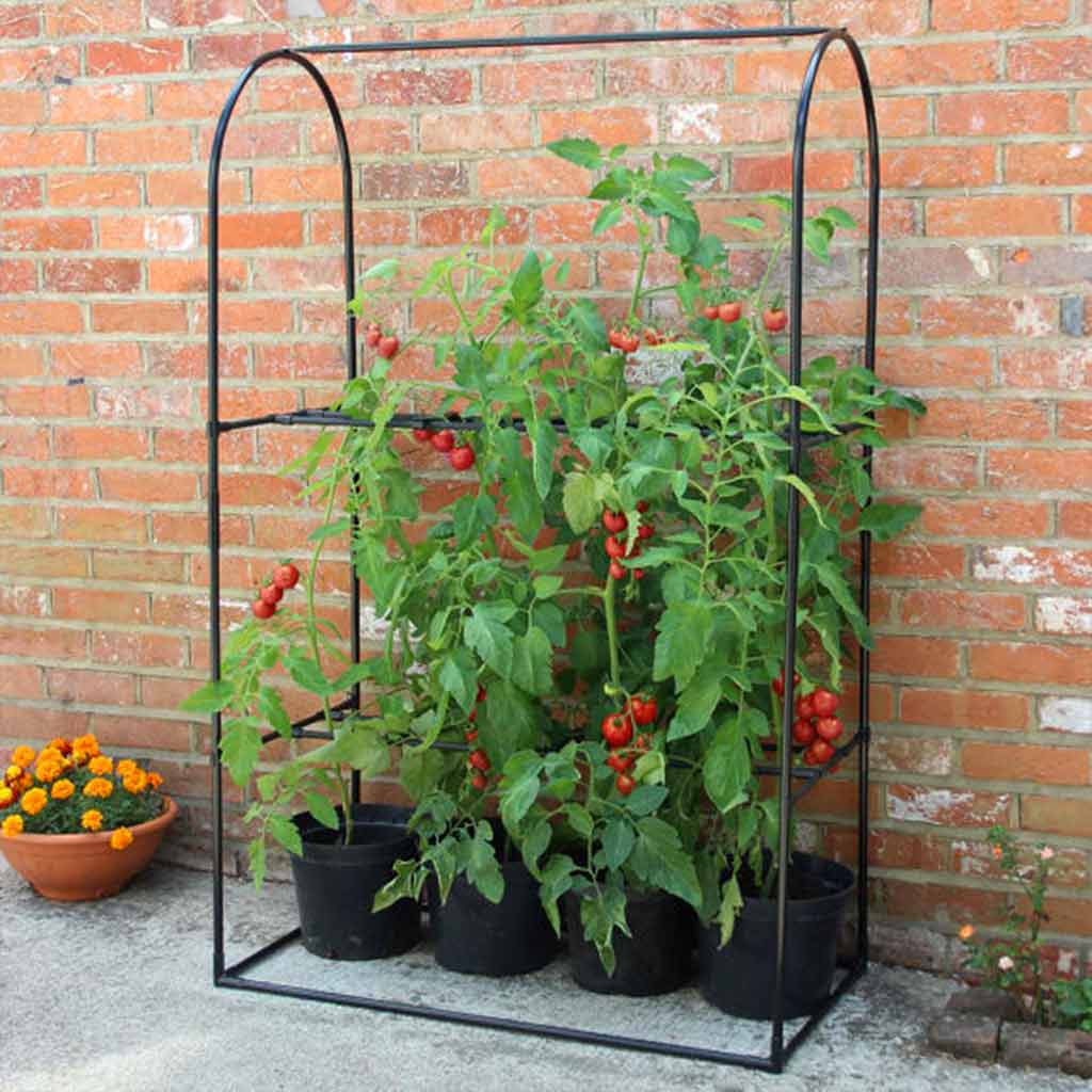 tomato crop booster frame 