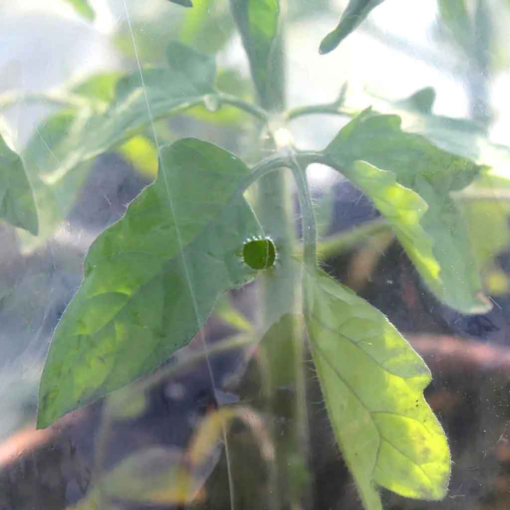 Tomato plant leaf behind a tomato tube close up showing ventilation hole 