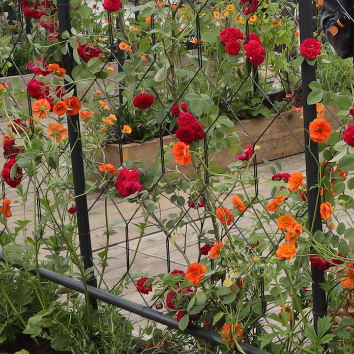 Round Pergola With Lattice