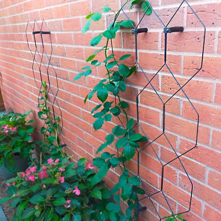 Green plant climbing a black metal trellis against a brick wall